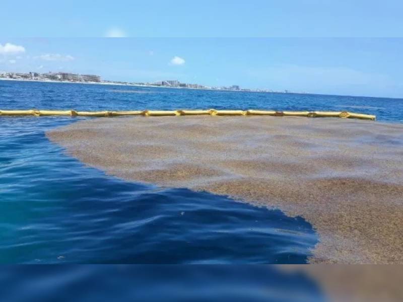 Se avecina recale masivo de sargazo a costas de Quintana Roo