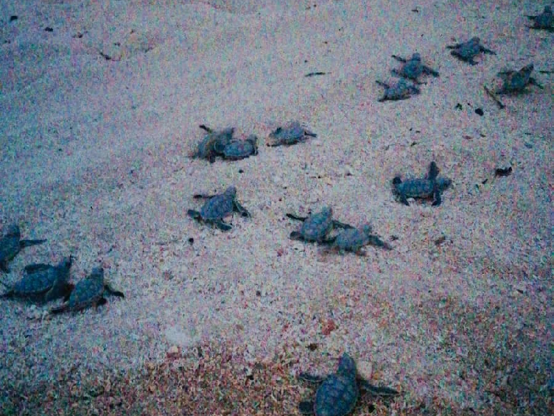 Reportan incremento en arribo de tortugas a litoral quintanarroense