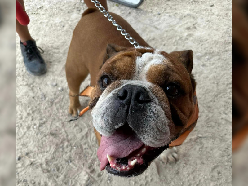 Arrancará empadronamiento de mascotas vía digital 