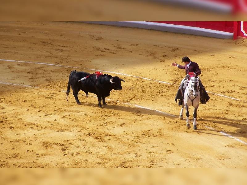Indagan a feria por corrida de toros prohibida