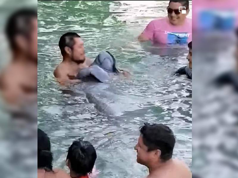 Turnan a Profepa manipulación indebida de manatí en Chetumal