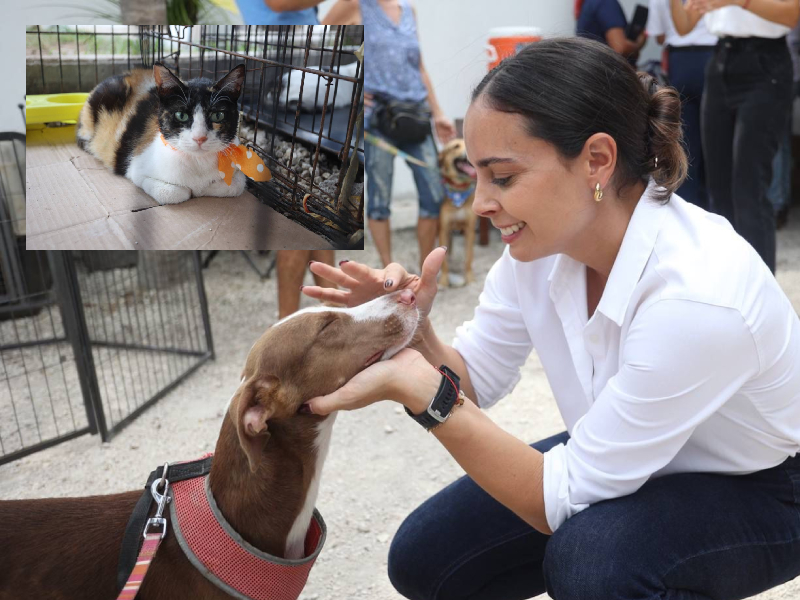 Adoptar mascotas es acto de amor