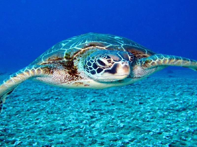 Hoy se conmemora el Día Mundial de la Tortuga