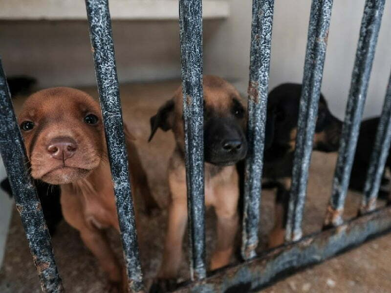 Al menos 200 quejas a la semana por maltrato animal