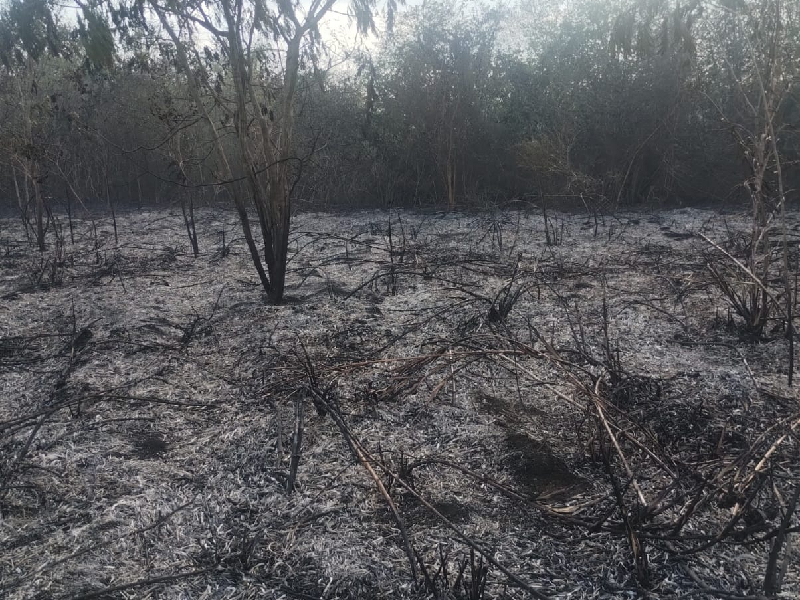 Lluvias reducen posibilidades de más incendios forestales