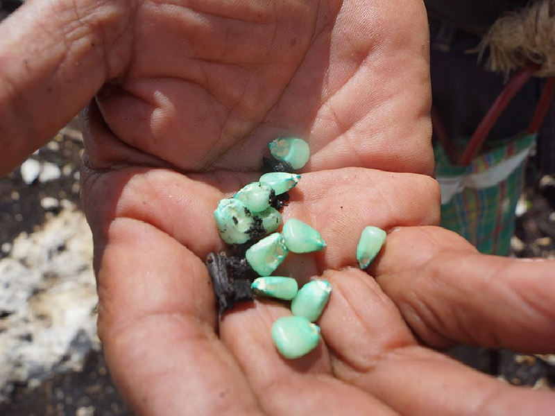 Primeras lluvias de 2023 aceleran siembra de maíz en L. Cárdenas