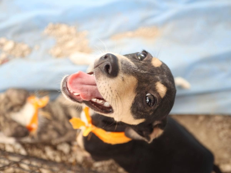 Van más de mil inscritos en el registro municipal de mascotas 