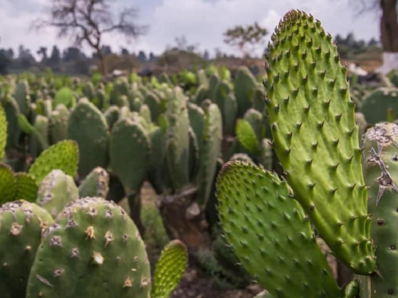 Sader va con nopal y pesca hacia Argelia