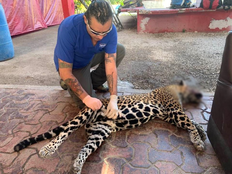 El tramo Cancún-Tulum, área con más atropellamientos de jaguar