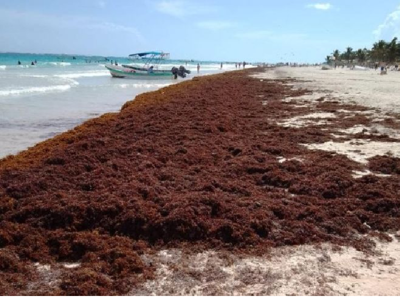 Tulum y Mahahual concentran mayor arribo de sargazo en Quintana Roo: Semar