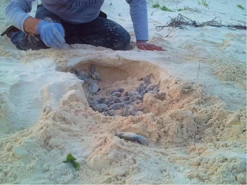 Cuidarán que macroalga no dañe a tortugas
