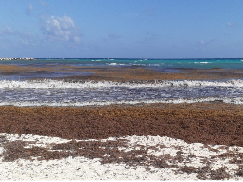 Presencia de sargazo es menor a la estimada: SEMAR