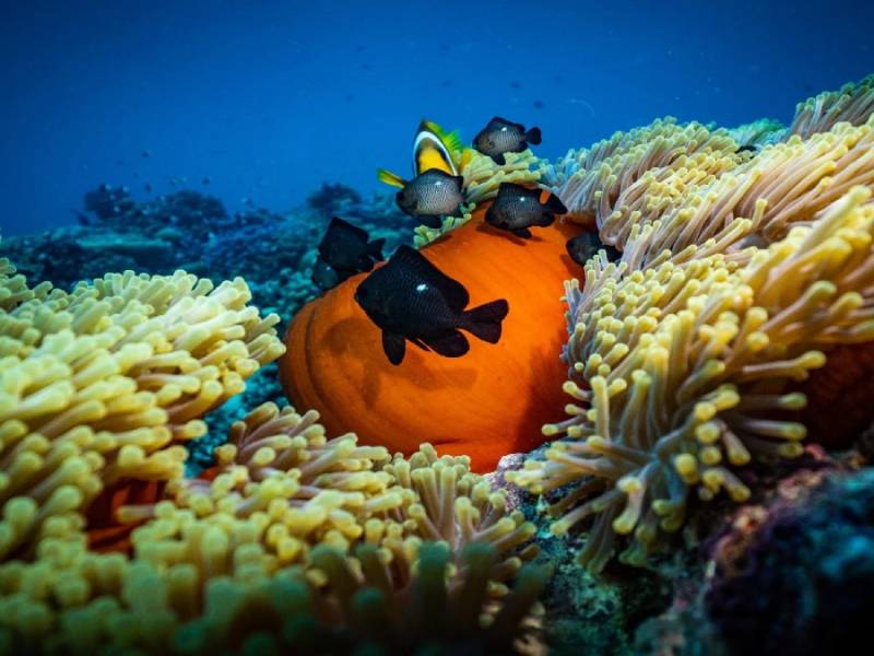 biodiversidad