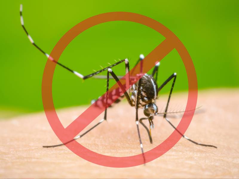 mosquito dengue