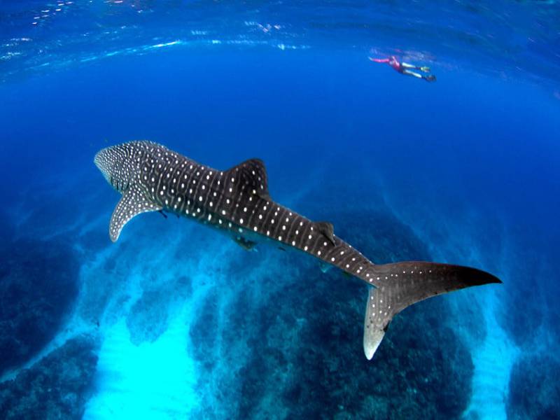 tiburon ballena holbox