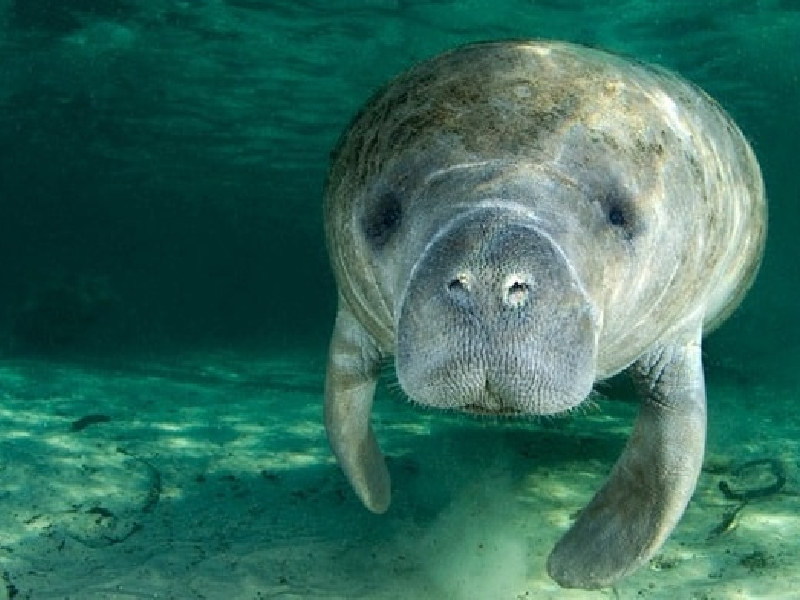 Buscan estrategias para proteger el Santuario del Manatí