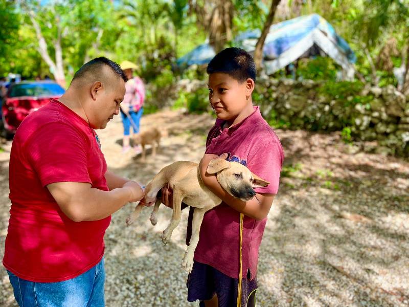 Mantienen inmunización para gatos y perros en Puerto Morelos