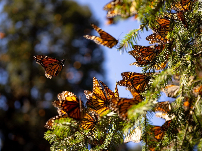 Descubren nueva especie de mariposa en José María Morelos, Quintana Roo