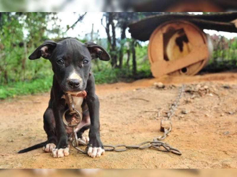 Proponen elevar sanciones para frenar casos de maltrato animal
