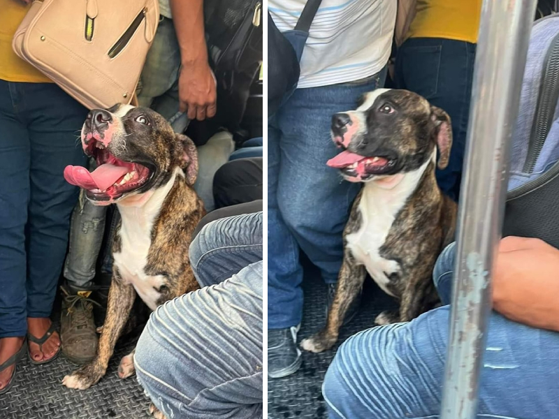 Buscan a familia de perrito que se subió a combi en Cancún