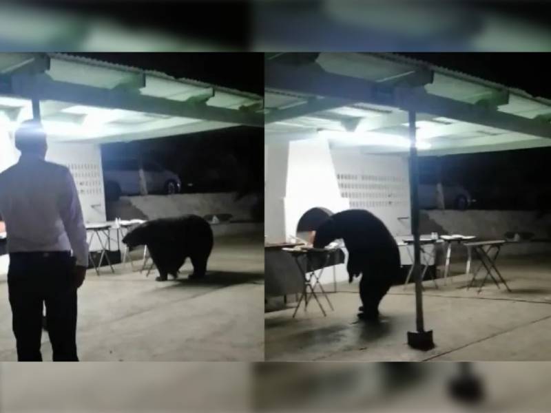 Video. Oso se cuela a fiesta en Nuevo León y se roba la comida
