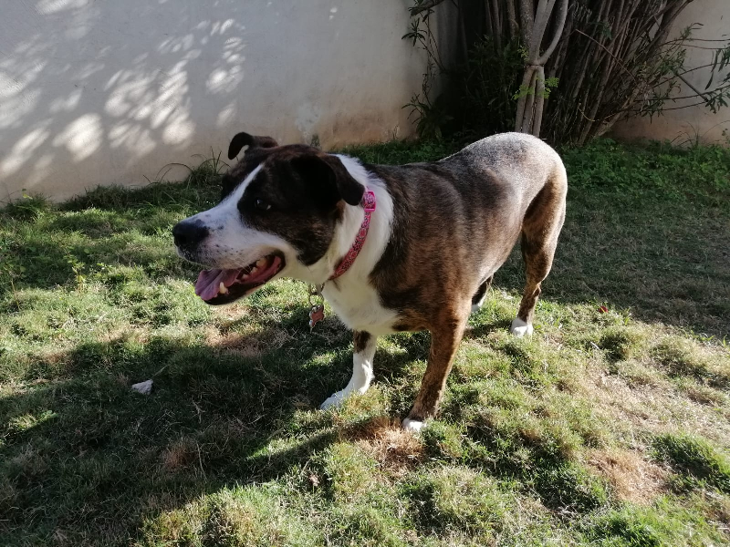 Estancado padrón de mascotas; van más de 3 mil