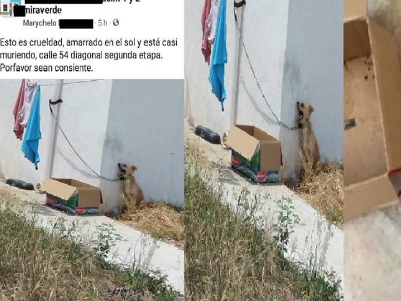 Perrito muere por golpe de calor en Yucatán; lo dejaron amarrado
