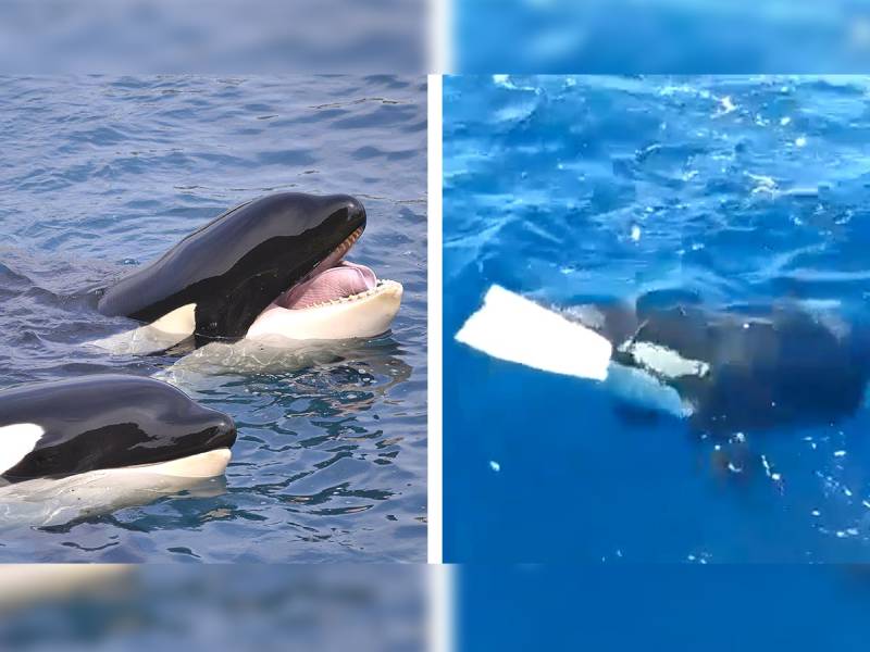Orcas destruyen en 15 minutos una embarcación 