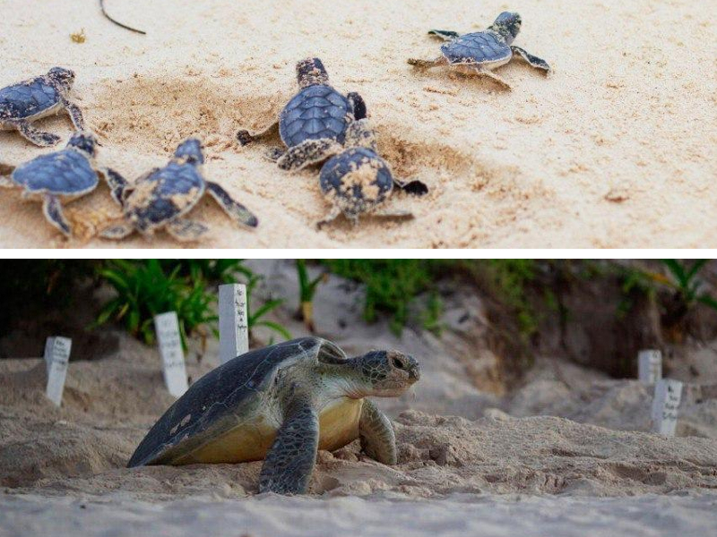 Anida por primera vez en 36 años tortuga laúd en Xcacel – Xcacelito