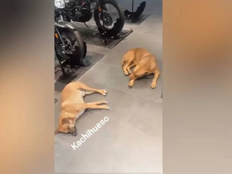 Perros se protegen del calor en tienda Elektra; “Es una orden”, dice Salinas Pliego