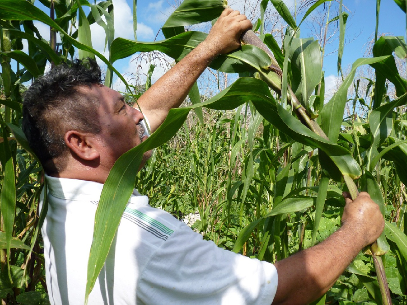 A la baja, la superficie agrícola en el estado