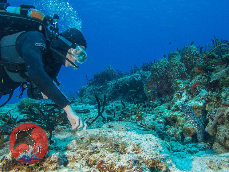 Cozumel se une en un esfuerzo comunitario para proteger el medio ambiente marino