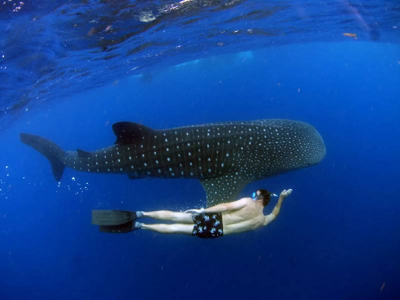 Temporada de tiburón ballena sin generar turismo suficiente