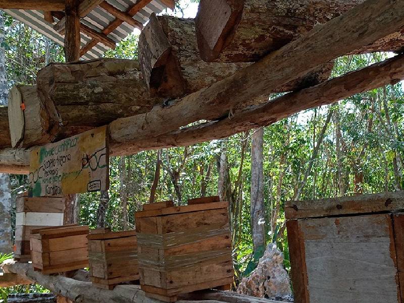 Cría de abejas meliponas, opción para apicultores cardenenses
