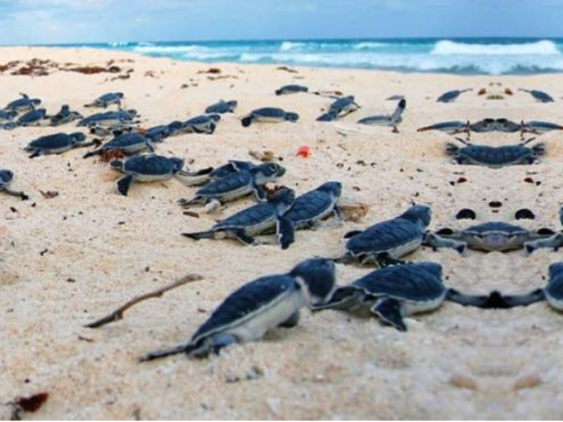 En marcha exitosa temporada de tortuga en Q. Roo