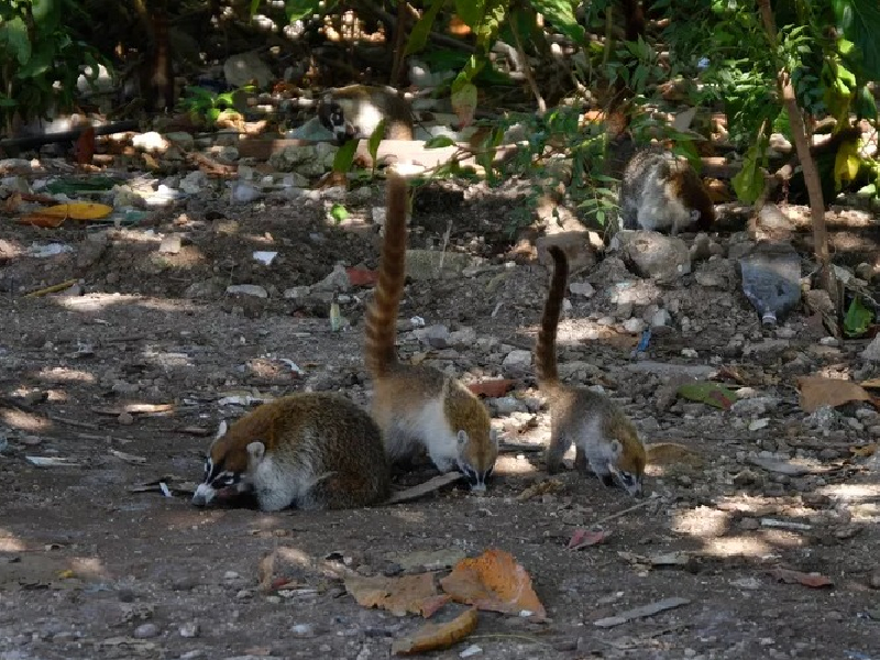 Preservan especie de Coatí con limpieza en Donceles 28