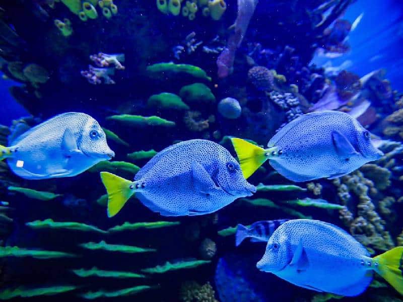 acuario