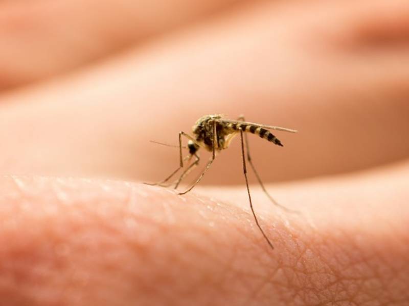 dengue