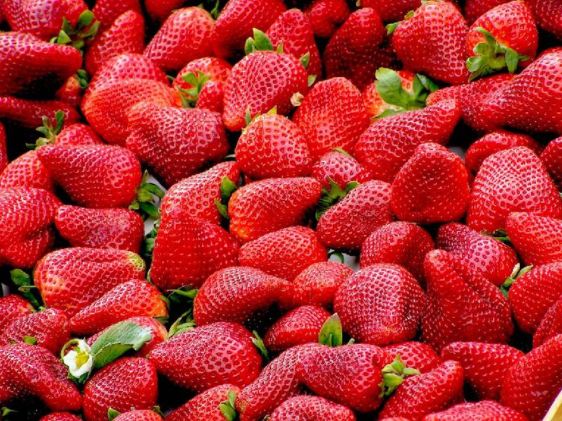 fresas