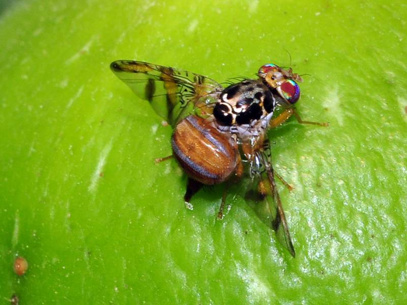 mosca