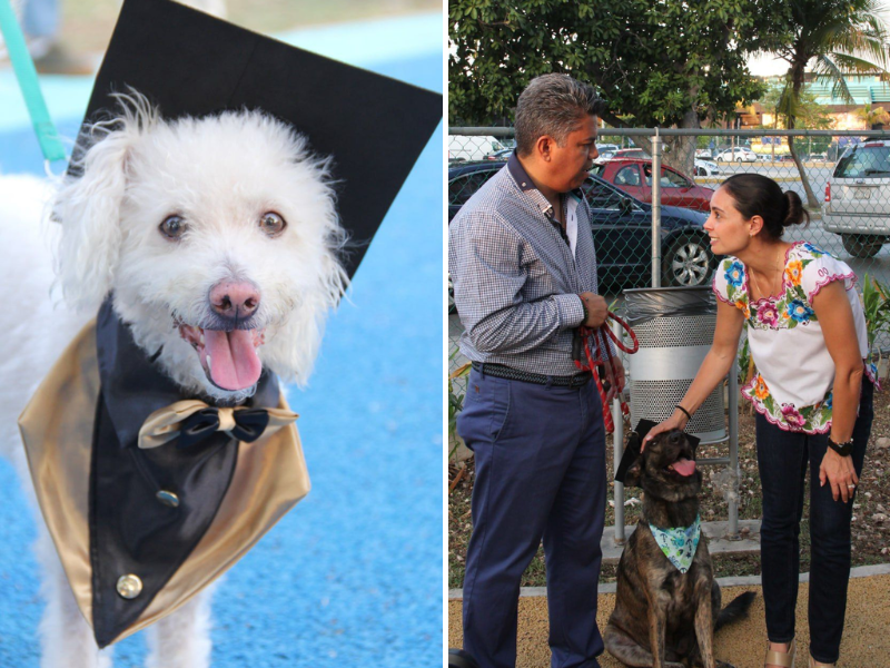 Curso de obediencia canina en Cancún Ana Paty fomenta buenos valores