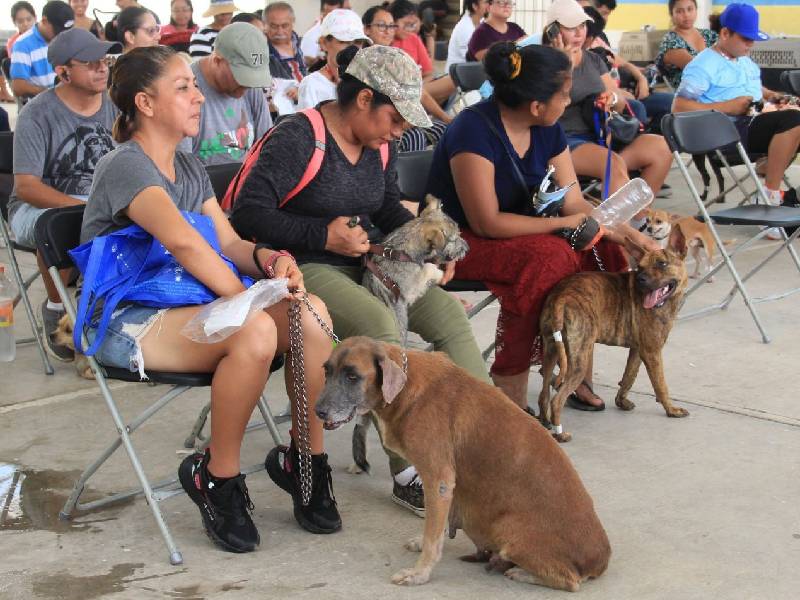 Impulsan esterilización canina y felina en Cancún