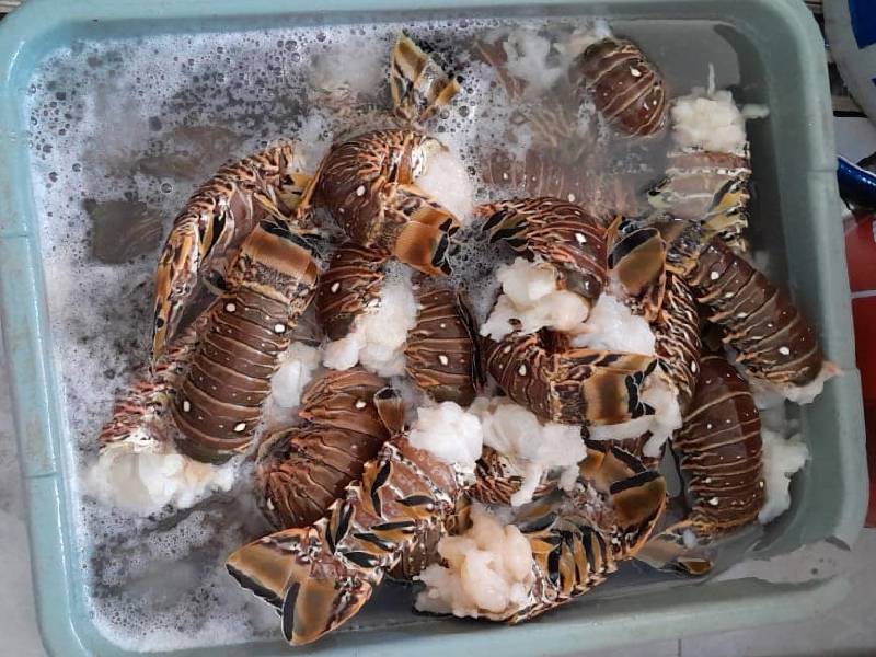 Inicia en Isla Mujeres la temporada de captura de langosta