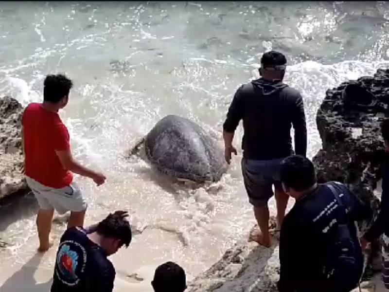 Atenea Gómez promueve el cuidado de las Tortugas Marinas y el medio ambiente
