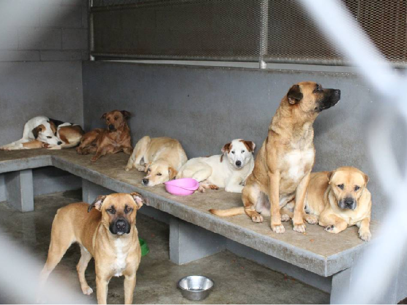 Judicializan tres casos por maltrato animal