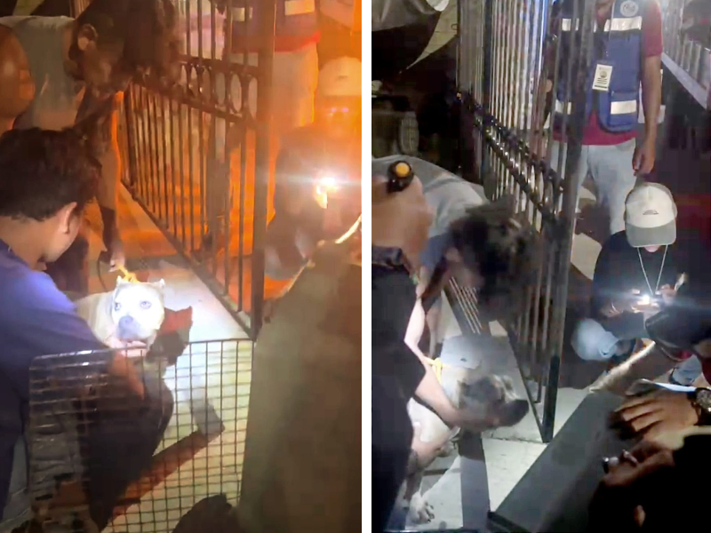 Rescatan a seis perros de raza pura que eran maltratados en Playa del Carmen