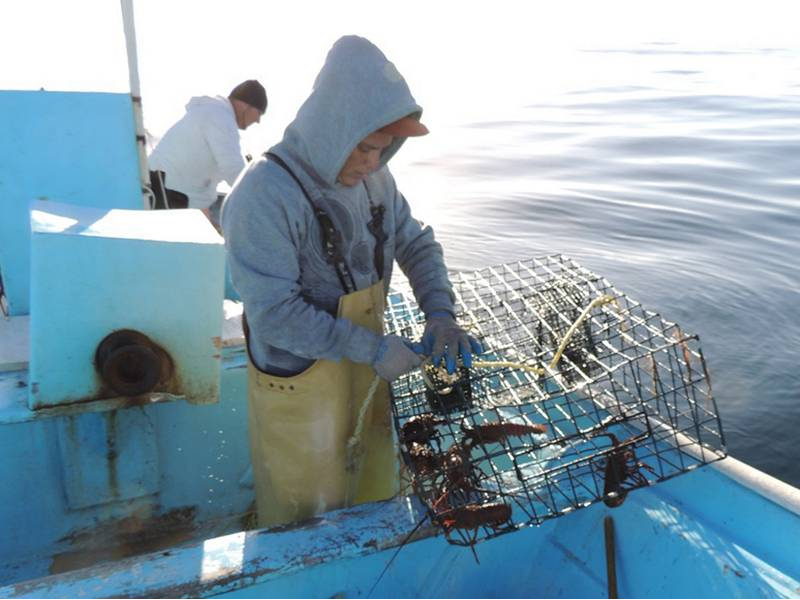 Con altibajos, la época de captura de langosta