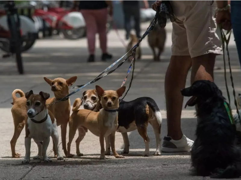 Ciudadanos no han respondido al censo de mascotas
