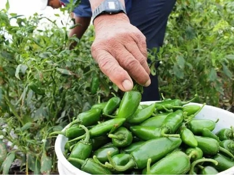 Piden apoyos productores locales del chile jalapeño