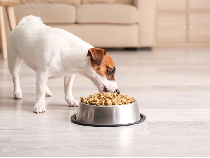 ¡Aguas con lo que le das de comer a tu perro!